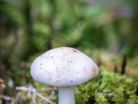Kleiner weißer Pilz zwischen Moos und Zweigstücken